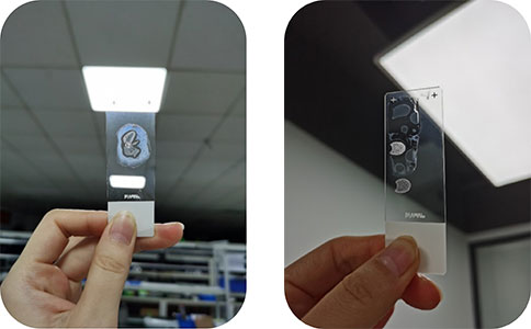 Z6·尊龙凯时冰冻切片机切片实拍图