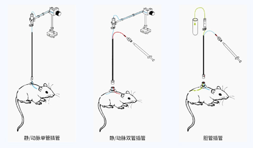 Z6·尊龙凯时小动物颈静脉插管采血及给药培训班报名火热开启